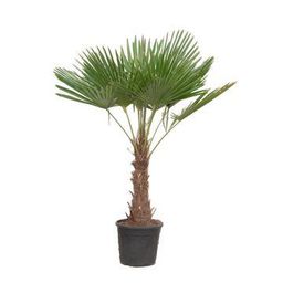 Trachycarpus Fortuneii - 180-200 cm - Ø40cm (8721081686458)