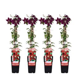 Hoogeveen 4x - Clematis Niobe - ↨65cm - Ø15 (8720955320993)