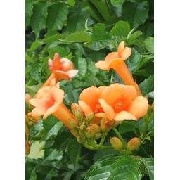 Hoogeveen 2x - Campsis 'Indian Summer' - ↨65cm - Ø15 (8720955321495)