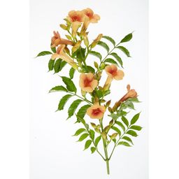 Hoogeveen 2x - Campsis 'Indian Summer' - ↨65cm - Ø15 (8720955321495)