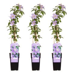 Hoogeveen 3x - Clematis Justa - ↨65cm - Ø15 (8720955320863)
