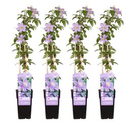 Hoogeveen 4x - Clematis Justa - ↨65cm - Ø15 (8720955320870)
