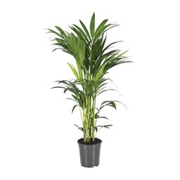Howea Forsteriana (12432)