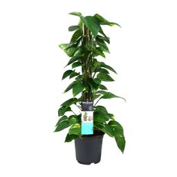 Scindapsus (Epipremnum) (12490)