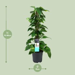 Scindapsus (Epipremnum) (12490)