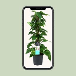 Scindapsus (Epipremnum) (12490)
