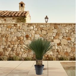 Yucca Rostrata - 130 - 150 cm - Ø50 (8721081686311)