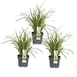 Hoogeveen 3x - Carex morrowii 'Ice Dance' - ↨30cm - Ø14 (8720955321570)