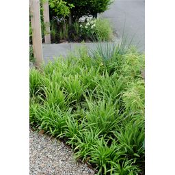 Hoogeveen 3x - Carex morrowii 'Ice Dance' - ↨30cm - Ø14 (8720955321570)