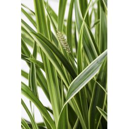 Hoogeveen 3x - Carex morrowii 'Ice Dance' - ↨30cm - Ø14 (8720955321570)