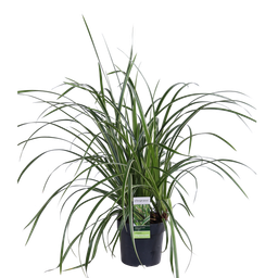 Hoogeveen 3x - Carex morrowii 'Ice Dance' - ↨30cm - Ø14 (8720955321570)