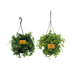 Hangplant duo - 2 stuks (30546)
