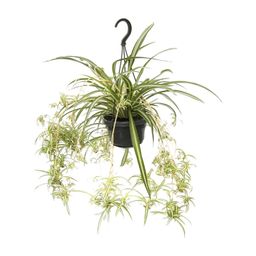 Chlorophytum Comosum Variegatum (12494)