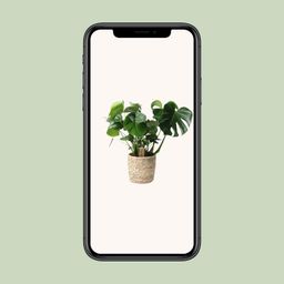 Monstera In Basket Palmleaf (30764)