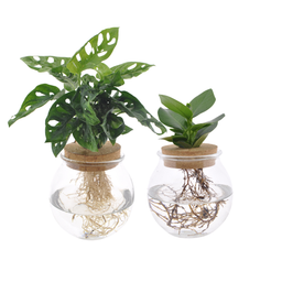 Bolglas Duo Monstera Adansonii/Clusia - 2 stuks - Ø12cm (30383)