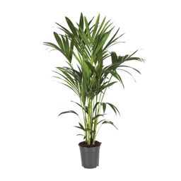 Howea Forsteriana (12436)