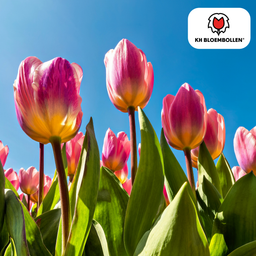 Tulpenbollen Light and Dreamy – 20 Stuks | KH Bloembollen® | Prachtige Pastelkleuren – Voor Tuin of Pot – Maat 11/12 – Vers van de Teler! (51166)