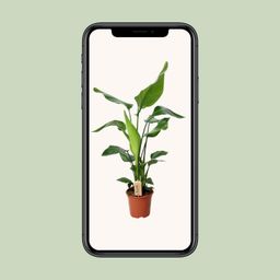 PROMO - Strelitzia Nicolai (12532)