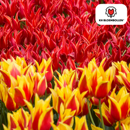 Tulpenbollen Fire Wings – 20 Stuks | KH Bloembollen® | Rood-Geel Gevlamde Tulp – Vurig & Opvallend – Voor Tuin of Pot – Maat 11/12 – Vers van de Teler (51156)