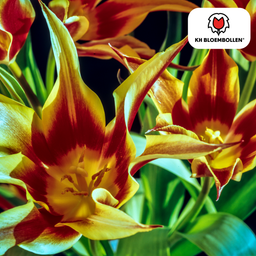 Tulpenbollen Fire Wings – 20 Stuks | KH Bloembollen® | Rood-Geel Gevlamde Tulp – Vurig & Opvallend – Voor Tuin of Pot – Maat 11/12 – Vers van de Teler (51156)