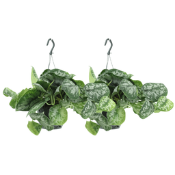 Scindapsus Pictus Trebie (Epipremnum) - 2 stuks (10280)
