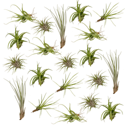 Tillandsia Air mix - 20 stuks - 6 cm - ø6 (10308)