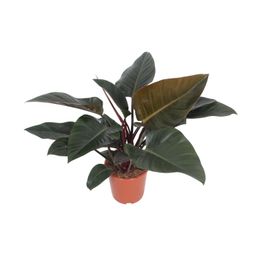 Philodendron Congo Red (10173)