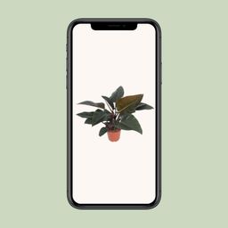Philodendron Congo Red (10173)