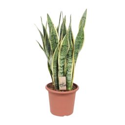 Sansevieria Trifasciata Laurentii (10157)