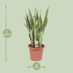 Sansevieria Trifasciata Laurentii (10157)