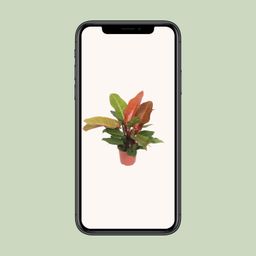 Philodendron Prince of Orange (10085)