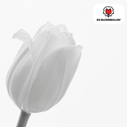 Tulpenbollen Catherina – 20 Stuks | KH Bloembollen® | Zuiver Witte Tulp – Tijdloos & Elegant – Voor Tuin of Pot – Maat 11/12 – Vers van de Teler (51154)