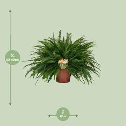 Nephrolepis Green Lady (10857)