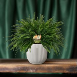 Nephrolepis Green Lady (10857)