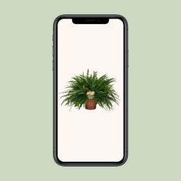 Nephrolepis Green Lady (10857)