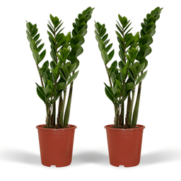 2x Zamioculcas Zamiifolia - Emerald palm - 50cm - ø14 (10281)