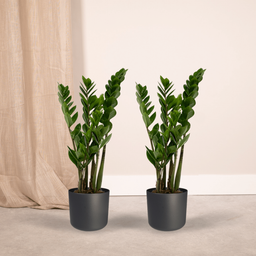 2x Zamioculcas Zamiifolia - Emerald palm - 50cm - ø14 (10281)