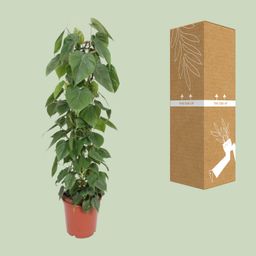 Philodendron Scandens (10213)