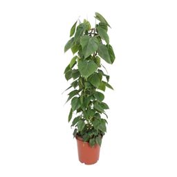 Philodendron Scandens (10213)