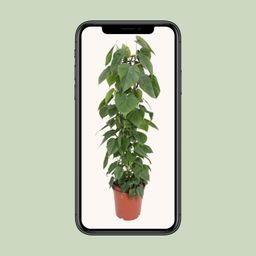 Philodendron Scandens (10213)
