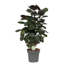 Polyscias Scutellaria Fabian (10001)