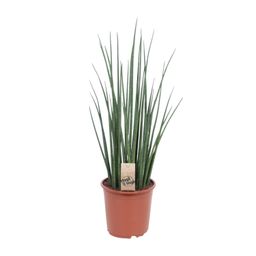 Sansevieria Mikado (10177)
