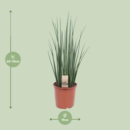 Sansevieria Mikado (10177)