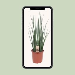 Sansevieria Mikado (10177)