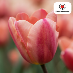 Tulpenbollen Apricot Foxx – 20 Stuks | KH Bloembollen® | Zalmroze Tulp – Elegant & Grootbloemig – Voor Tuin of Pot – Maat 11/12 – Vers van de Teler (51148)