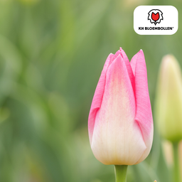 Tulpenbollen Dynasty – 20 Stuks | KH Bloembollen® | Roze Tulp – Elegant & Vol – Voor Tuin of Pot – Maat 11/12 – Vers van de Teler (08720256864653)