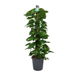 Scindapsus (Epipremnum) (12492)