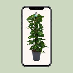 Scindapsus (Epipremnum) (12492)