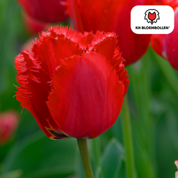 Tulpenbollen Masterpeace – 20 Stuks | KH Bloembollen® | Rode Tulp met Kartelrand – Stoer & Uniek – Voor Tuin of Pot – Maat 11/12 – Vers van de Teler (51168)
