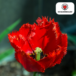 Tulpenbollen Masterpeace – 20 Stuks | KH Bloembollen® | Rode Tulp met Kartelrand – Stoer & Uniek – Voor Tuin of Pot – Maat 11/12 – Vers van de Teler (51168)